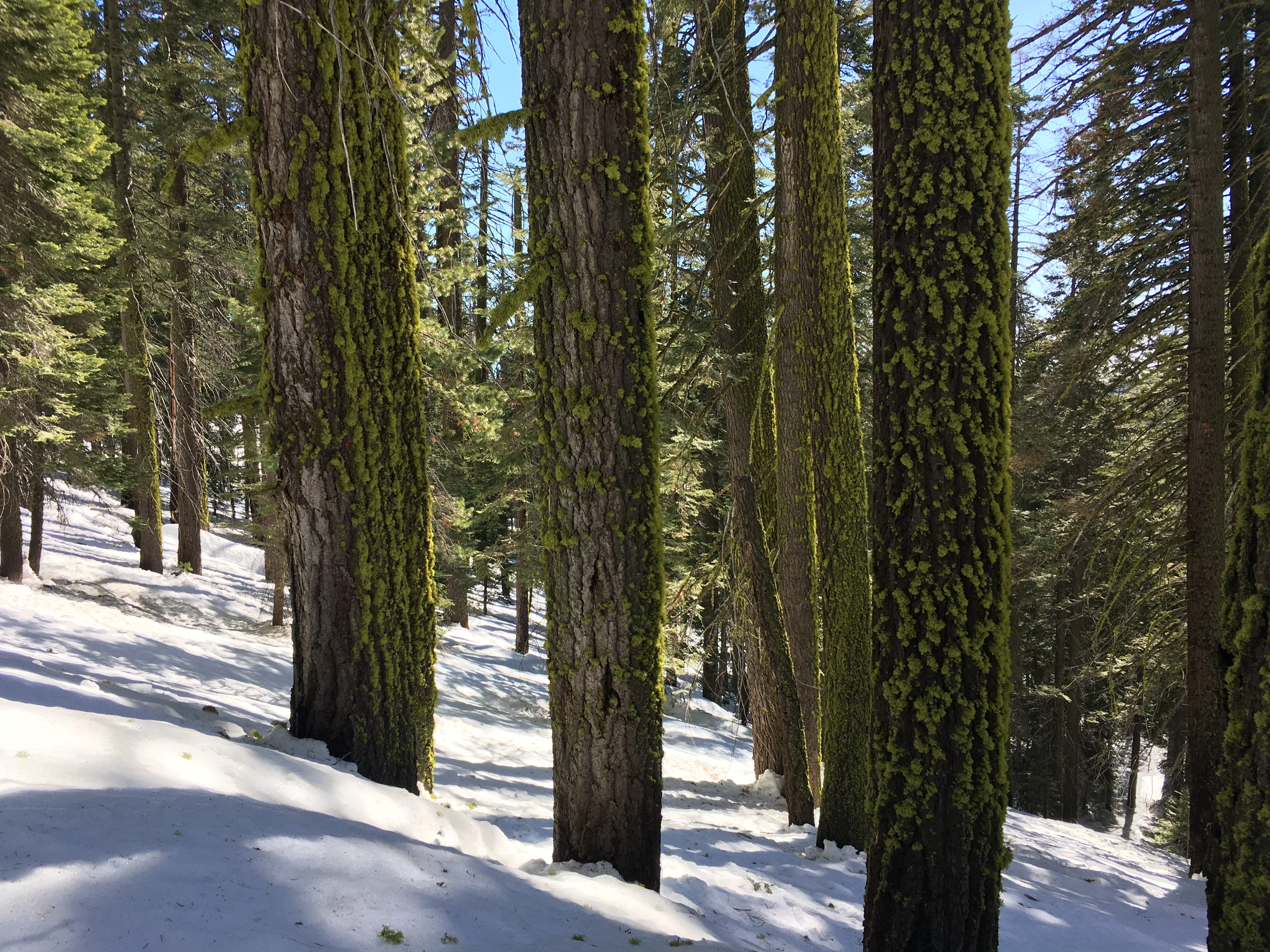 Snowshoeing Yosemite: Tuolumne Grove/Gin Flat Weekend - Image 35
